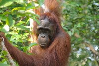 Orang Utan im Urwald von Indonesien