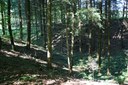 Heidelbeerhaudoline 