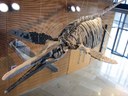 Der Eislinger Schnittzahnsaurier in der Stadthalle Eislingen