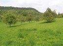Streuobstwiese am Entringer Pfaffenberg 