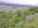Alt-Weinberg am Entringer Pfaffenberg