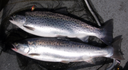 Optisch kaum vom Lachs zu unterscheiden: die Bodenseeforelle