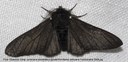 schwarze Form des Birkenspanners (Biston betularia)