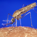 Abbildung Anopheles
