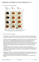 Arbeitsblatt: Stärkesynthese, Seite 6