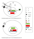 Schema Transkriptionsregulation