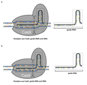 Enzym Cas9 als universelle molekulare Schere