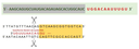 Schema guide-RNA