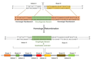 Schema homologe Rekombination 2 