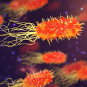 Abbildung eines Bakteriums