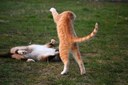 Katze