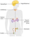 Hormone