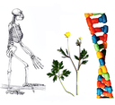 Collage Evolution Ökologie Genetik