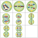 Lösungsvorschlag Zwillingsspiel (Meiose)