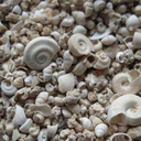 Fossile Schnecken