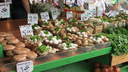 Marktstand mit einer Vielzahl von frischen Pilzen, Kräutern