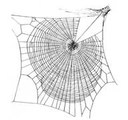 Spinnennetz