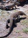 Zwei Komodo Warane
