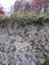 Römische Mauer in Bregenz
