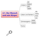 Schaubild Grundwortschatz Latein Körper
