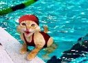Le chat à la piscine