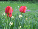 tulpen gif