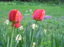 tulpen png