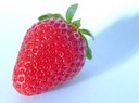 Erdbeere