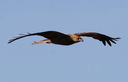 Greifvogel