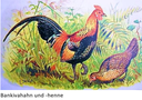 Bankivahuhn