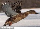 Ente
