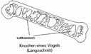 Knochen 1
