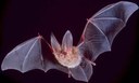 Fledermaus