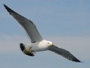 Möwe