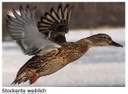 Ente