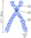 Chromosom