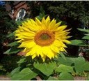 Sonnenblume