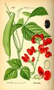 Feuerbohne