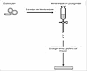 Lipid