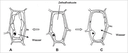 Zelle