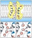 Aquaporin