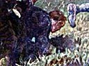 Foto Isonzo 4