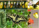Metamorphose