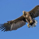 Adler
